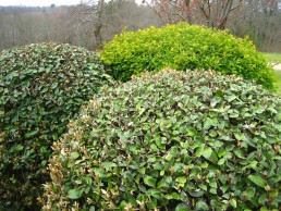 elaeagnus en deutzia in bolvorm