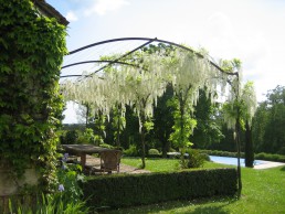 witbloeiende wisteria over stalen pergola