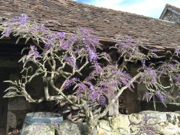 Blauwe regen uitlopend wisteria