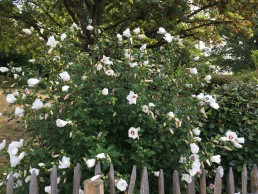 Hibiscus wit roze hart