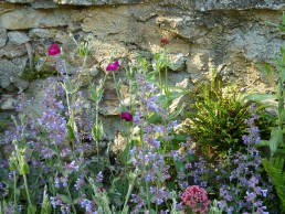 oude muur met salvia valeriaan en prikneus