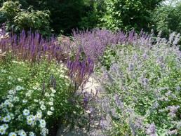 familietuin laren salvia kalmers nepeta