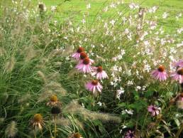 pennisetum echinacea gaura